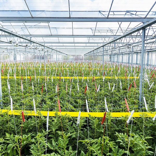 NASTRO CATTURA INSETTI