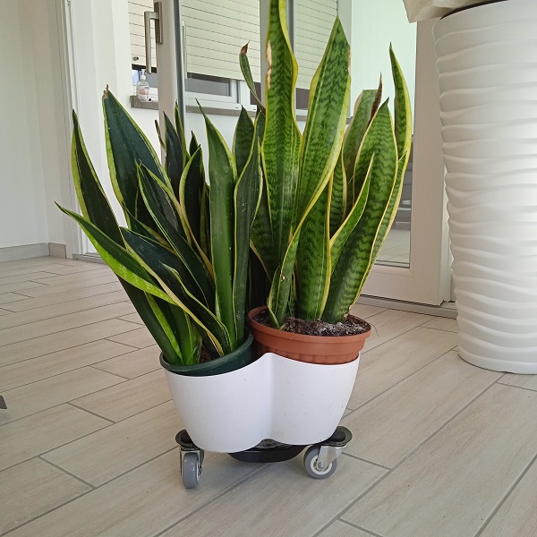 Rotobase xl con vaso