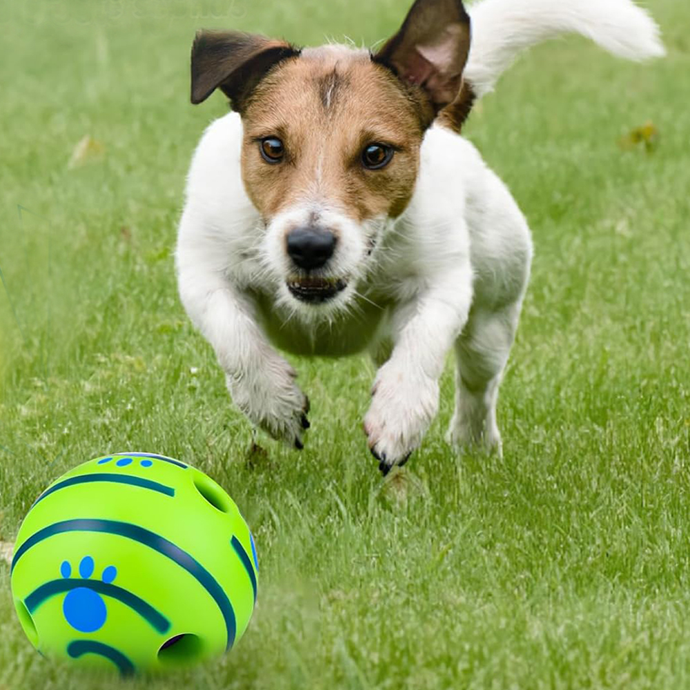 Palla per cani jack russell